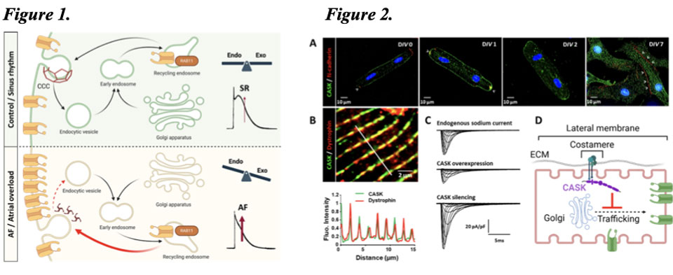 nterograde and retrograde intracellular trafficking processes are in equilibrium under physiological conditions