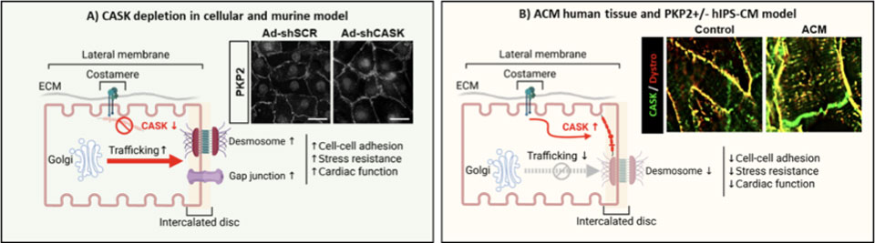 CASK, the controller of connexome protein traffic