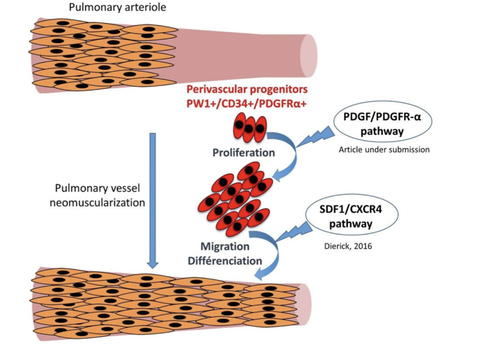 Pulmonary arterioles are mainly non muscularized and neomuscularization is a hallmark of pulmonary hypertension