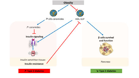 Involvement of sphingolipids in type 2 diabetes